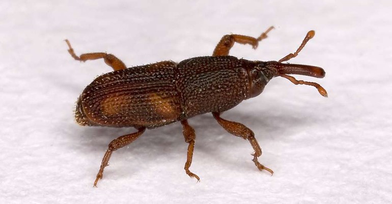 Charançons