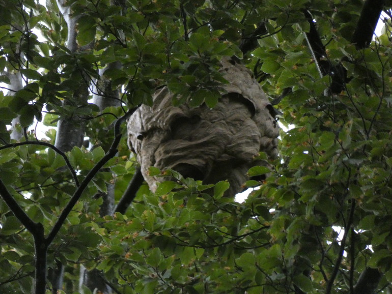 Nid de frelons Asiatiques dans canopée en pleine forêt